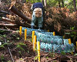 litter decomposition in the air