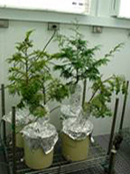 Hinoki cypress