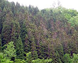 Dieback of Japanese cedar