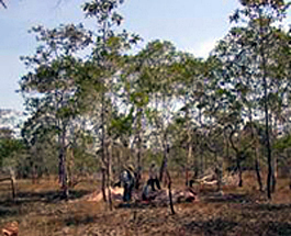 Tropical seasonal forest (Cambodia)