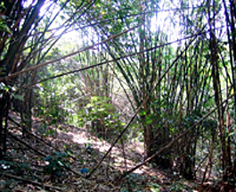 Bamboo undergrowth