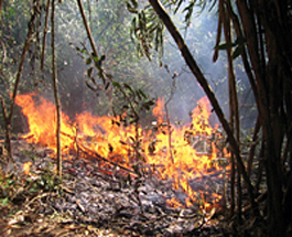 wildfire