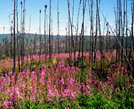 Picea marian in Alaska