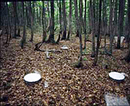 soil gas flux
