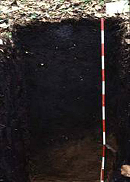 Moderately moist black soil (Iwate)