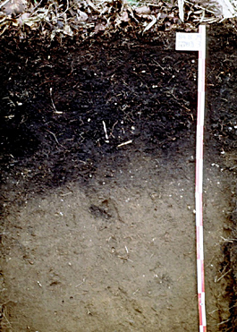 Moderately moist black soil (Gunma)