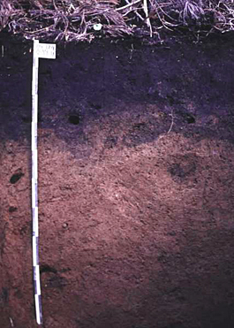 Moderately moist black soil (Kanagawa)