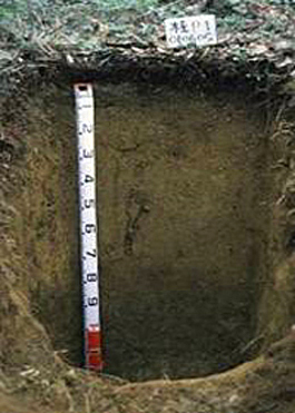 dry brown forest soil (Ibaraki)