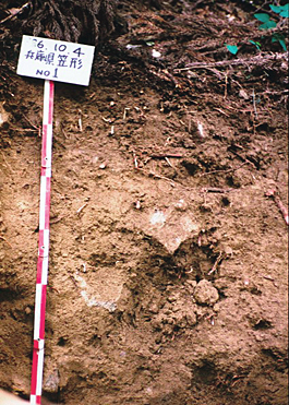 moderately moist brown forest soil (Hyogo)