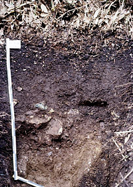 Moderately moist dark brown forest soil (Gunma)