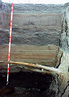 Immature soil; volcanic ash deposit