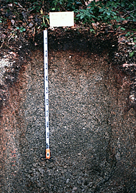 Immature soil; pumice deposit