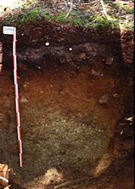 dry podozolic soil