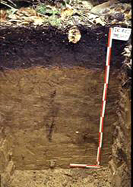 wet iron podozolic soil