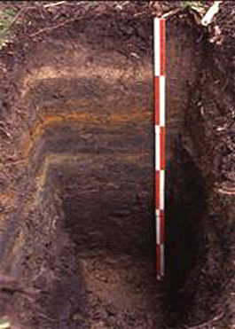 wet iron podozolic soil