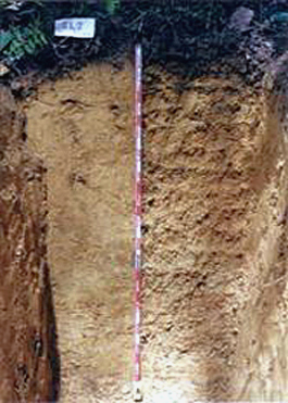 Acrisols (Malaysia)