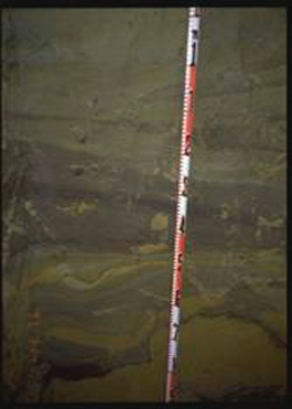 Cryosols (Russia)