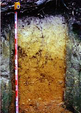 Strongly bleached red and yellow soil (Okinawa)