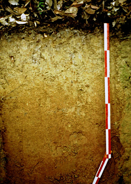Moderately moist yellow soil (Okinawa)
