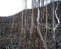 Damage caused by vocanic eruptions on Miyake island(Tokyo)