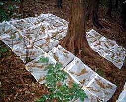 Field observatio of litter decomposition