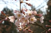 2006/03/27XщȊwŎBe