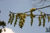 2006/03/27XщȊwŎBe