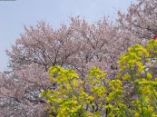 2006/04/18R^sŎBe