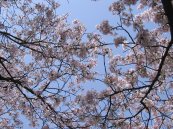 2006/04/19R^sŎBe