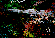 Wooden Bridge Named 'SARUHASHI':Ootsuki city Yamanashi, JAPAN