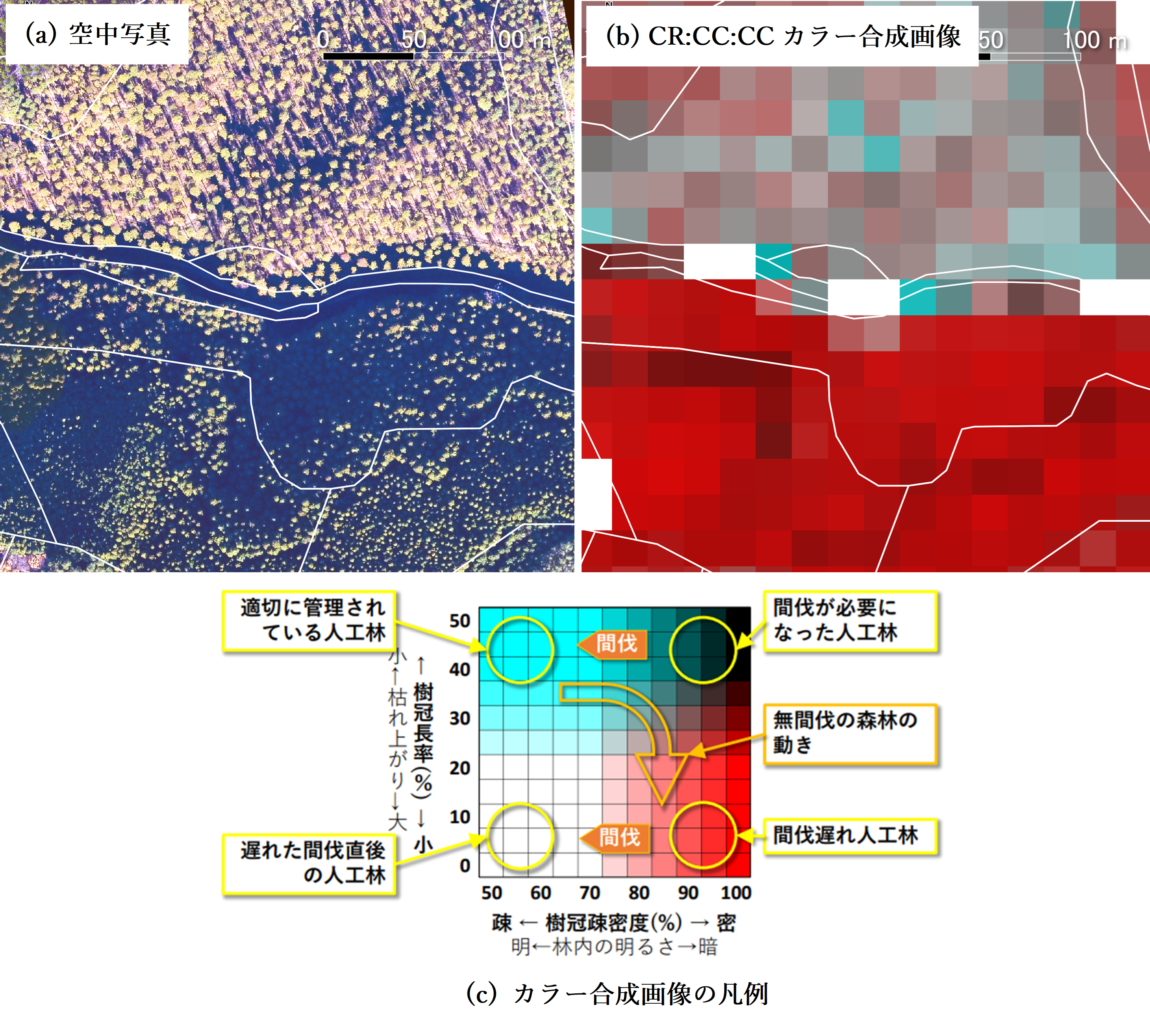 樹冠疎密度(CC)と平均樹冠長率(CR)の合成による人工林管理状態の例