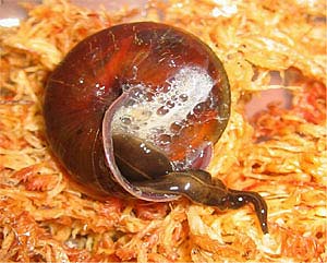 図2. 捕食されるカタツムリ