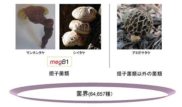 ޣݳˤmegB1ʬ