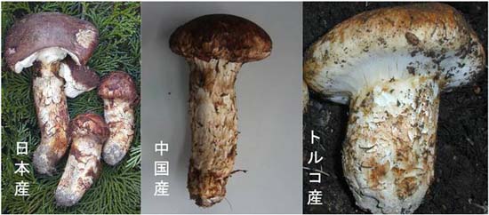 図1　アジア産（日本産と中国産）と地中海沿岸産（トルコ産）マツタケ