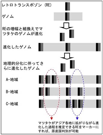 図2　マツタケの原産国判別法の原理