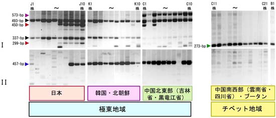 図3　PCR法-I（上段）とPCR法-II（下段）の解析データの例
