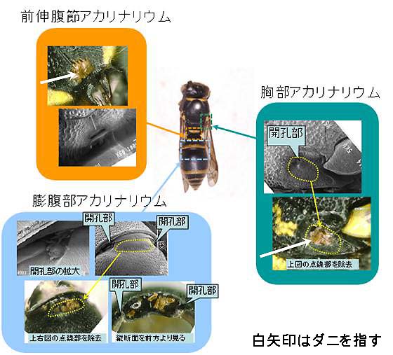 図２　アカリナリウムの構造