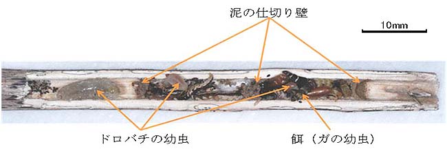 図３　アトボシキタドロバチの巣を開けた状態