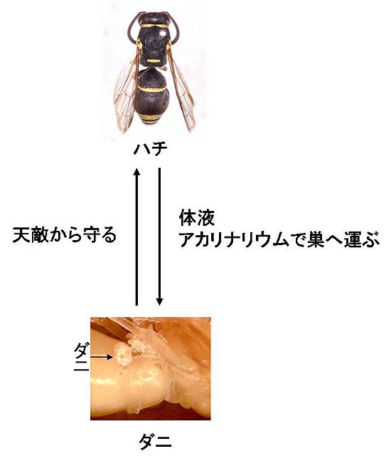 図５　アトボシキタドロバチとキタドロバチヤドリコナダニとの相利関係