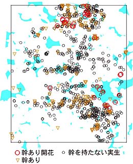 図１　ニワトコとギャップの位置