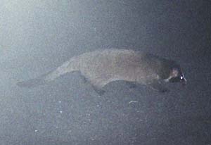 nNrV