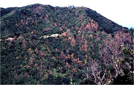 写真1 マツ材線虫病被害地