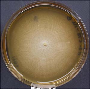 Ophiostoma ulmĩRj[