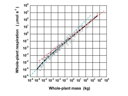 図2 根を含んだ個体重量(Whole-plant mass)−全個体呼吸(Whole-plant respiration)の関係