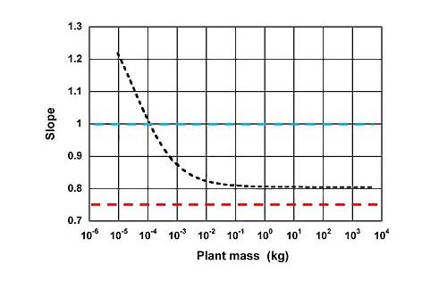 図3 個体重量(plant mass)に応じて変化する混合べき関数の傾き(Slope)