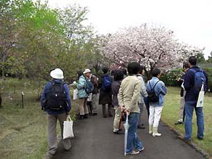 �\���ɂ�����؉��̈ē�