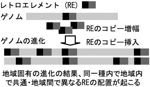 retro_genome_evolution