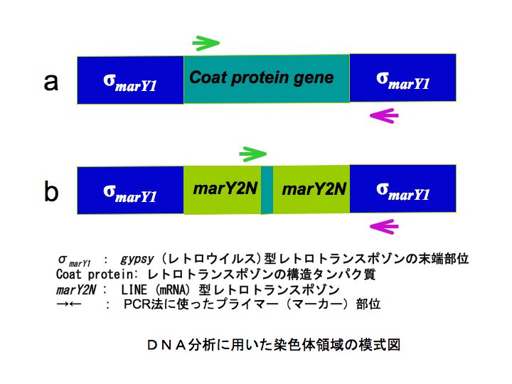 retrotransposon