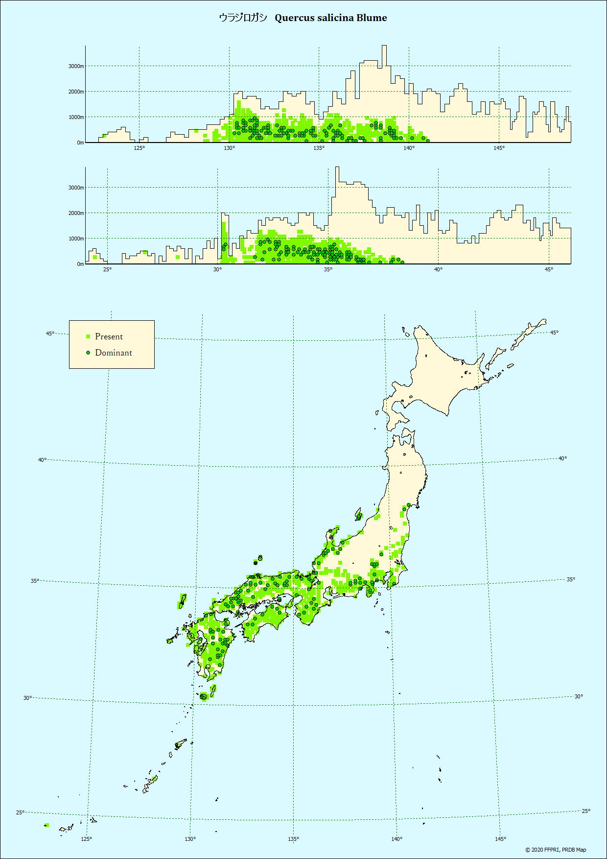 ウラジロガシ
