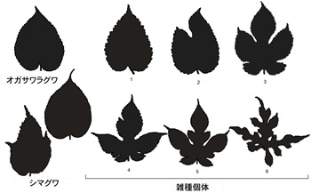 葉の形態